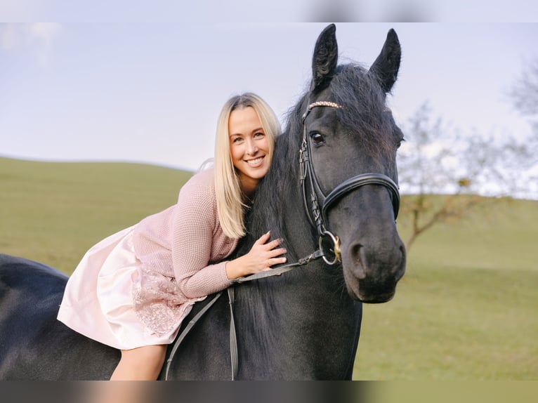 Konie fryzyjskie Klacz 11 lat 165 cm Kara in Ramsau