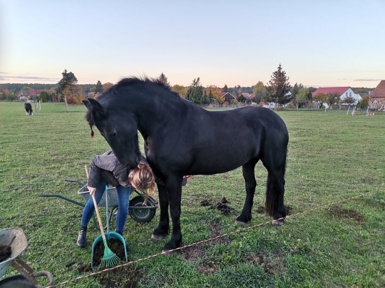 Konie fryzyjskie Klacz 11 lat 167 cm Kara in Baruth/Mark