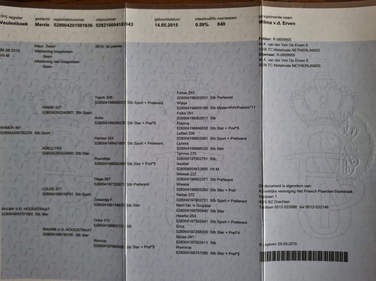 Konie fryzyjskie Klacz 11 lat 172 cm Kara in Melsungen