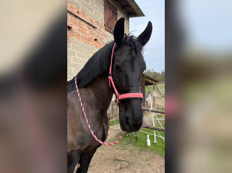 Konie fryzyjskie Klacz 11 lat 172 cm Kara in Melsungen