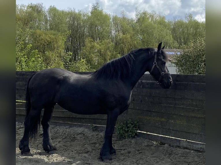 Konie fryzyjskie Klacz 12 lat 157 cm Kara in Hennef