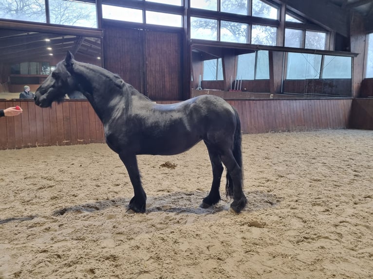 Konie fryzyjskie Klacz 12 lat 163 cm Kara in Bremervörde