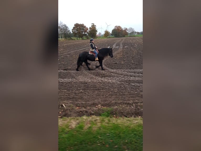 Konie fryzyjskie Klacz 12 lat 163 cm Kara in S&#xFC;dbrookmerland Victorbur