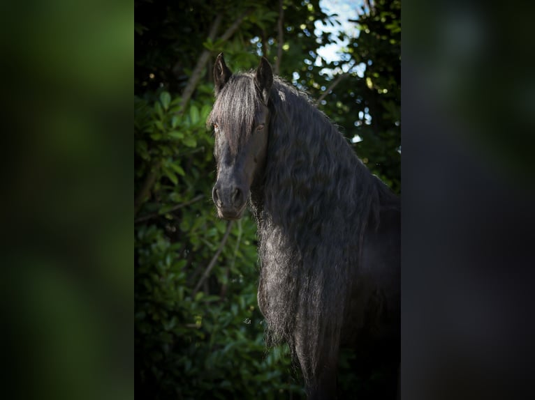 Konie fryzyjskie Klacz 12 lat 164 cm Kara in Evergem