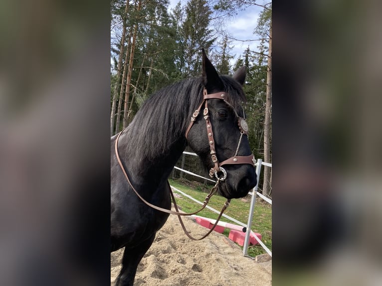 Konie fryzyjskie Klacz 12 lat 165 cm Kara in Schramberg
