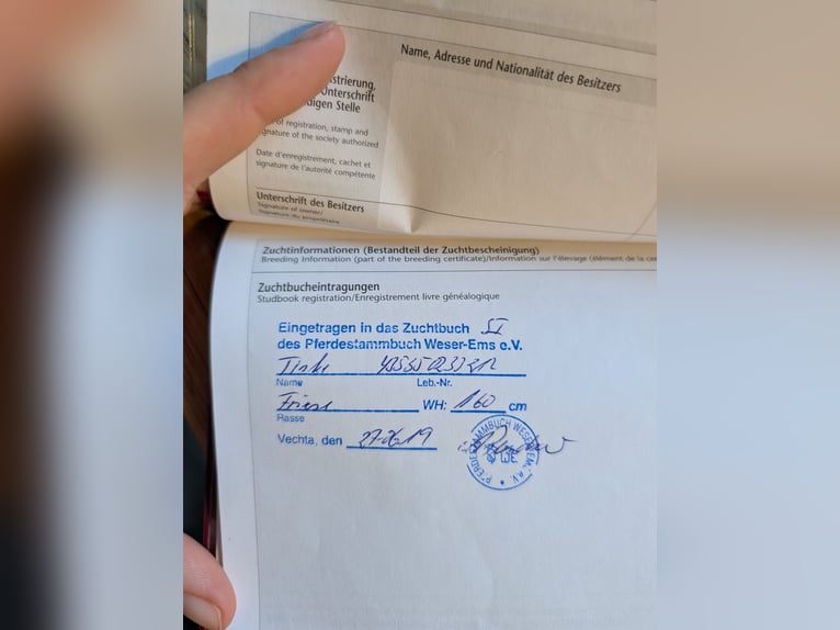 Konie fryzyjskie Klacz 13 lat 160 cm Kara in Heide