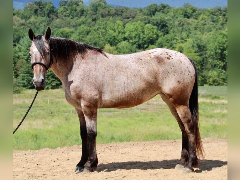 Konie fryzyjskie Mix Klacz 13 lat 160 cm in Beaver springs, PA