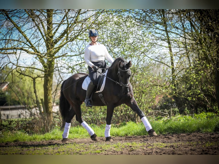 Konie fryzyjskie Klacz 13 lat 164 cm Kara in Evergem