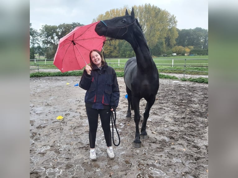 Konie fryzyjskie Klacz 13 lat 164 cm Kara in Delbrück