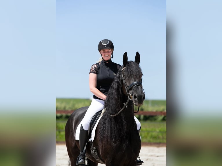Konie fryzyjskie Klacz 13 lat 166 cm Kara in Kimswerd