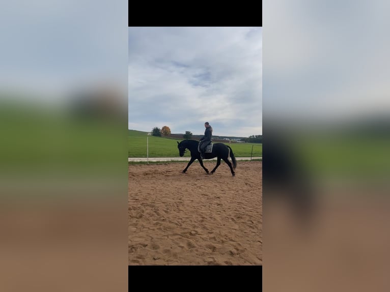 Konie fryzyjskie Mix Klacz 14 lat 148 cm Kara in CadolzburgCadolzburg