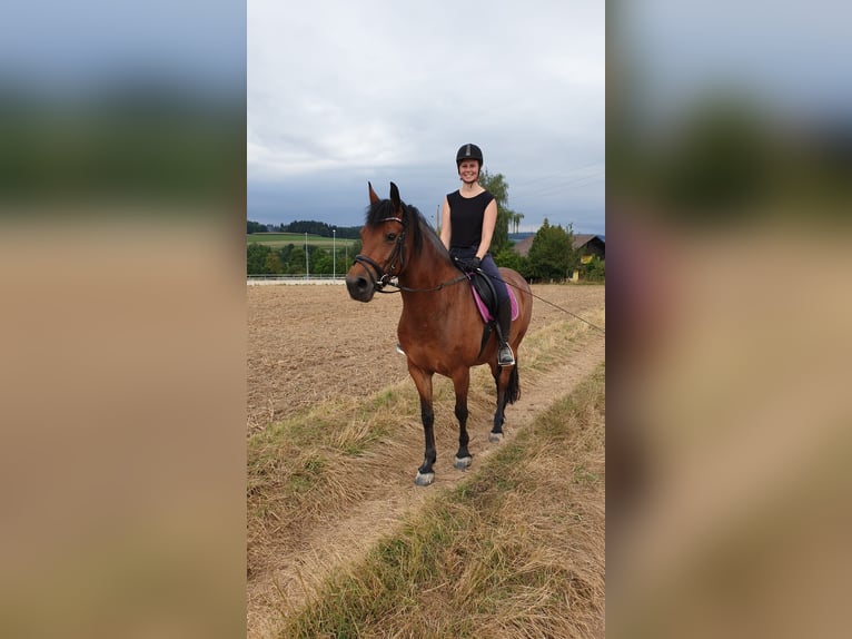 Konie fryzyjskie Mix Klacz 14 lat 156 cm Gniada in Wippenham