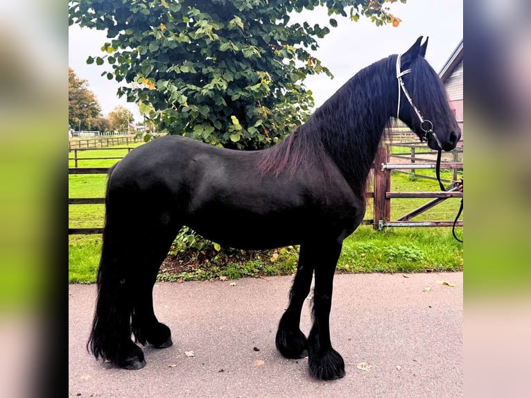 Konie fryzyjskie Klacz 14 lat 163 cm Kara in Zwanenburg