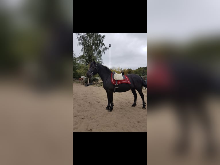 Konie fryzyjskie Mix Klacz 14 lat 163 cm Kara in Michendorf