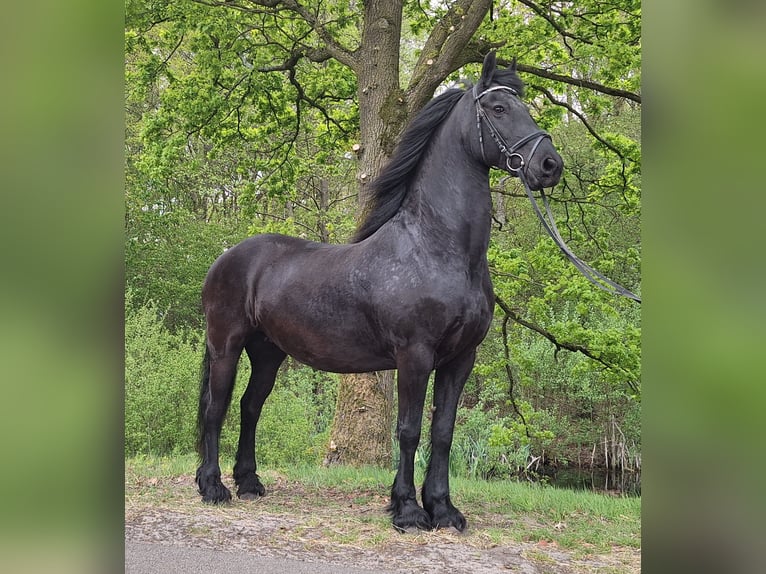 Konie fryzyjskie Klacz 14 lat 164 cm Kara in Dalen