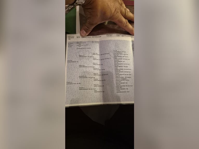 Konie fryzyjskie Klacz 14 lat 164 cm Kara in Limbach-Oberfrohna Konie fryzyjskie Klacz 14 lat 164 cm Kara in Limbach-Oberfrohna