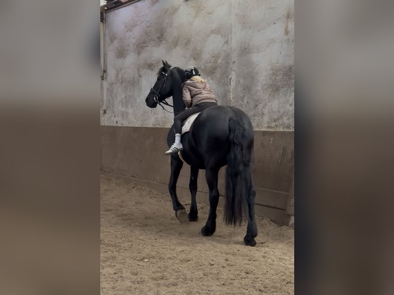 Konie fryzyjskie Klacz 14 lat 167 cm Kara in Melle