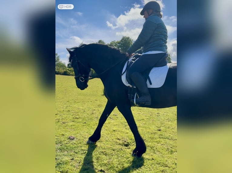 Konie fryzyjskie Klacz 14 lat 168 cm Kara in Glasgow