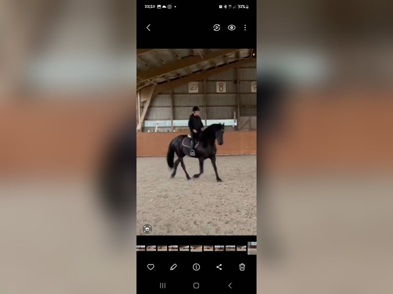 Konie fryzyjskie Klacz 15 lat 163 cm Kara in Henstedt-Ulzburg