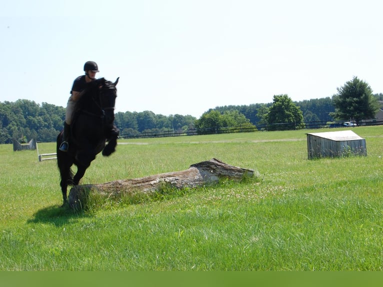 Konie fryzyjskie Klacz 16 lat 155 cm Kara in Madison, VA