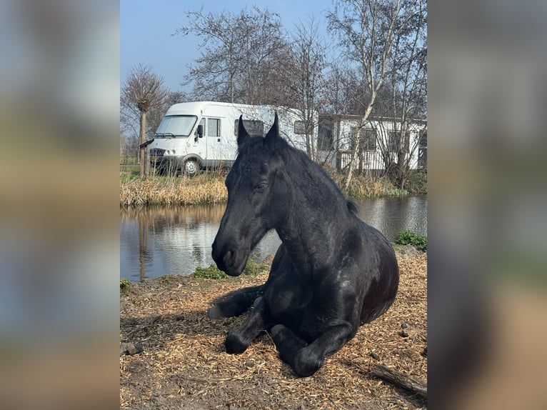 Konie fryzyjskie Mix Klacz 16 lat 155 cm Skarogniada in Kamerik