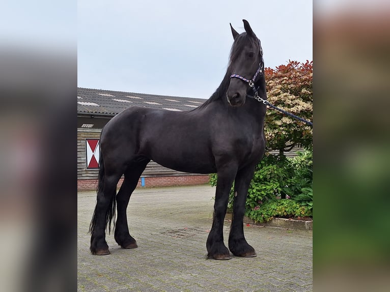 Konie fryzyjskie Klacz 16 lat 165 cm Kara in Dalen