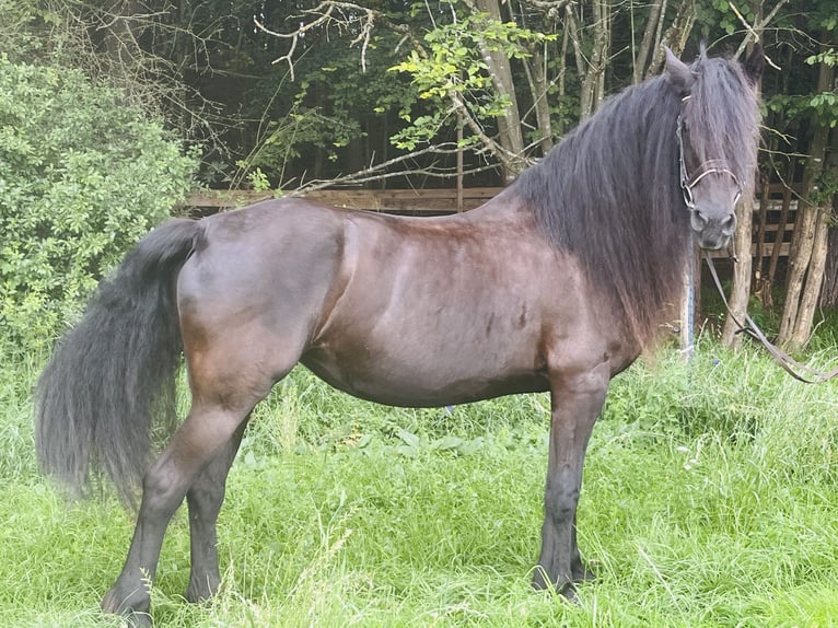 Konie fryzyjskie Klacz 16 lat 165 cm Kara in Ursensollen