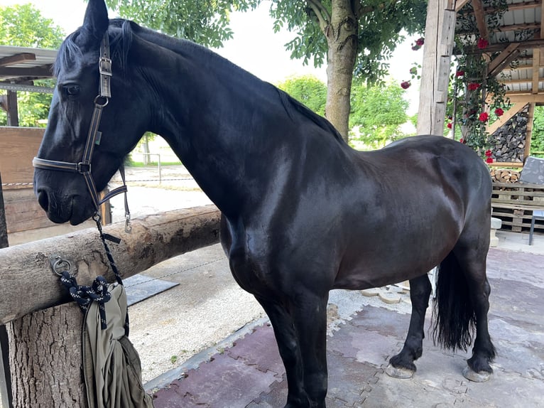 Konie fryzyjskie Klacz 16 lat 167 cm Kara in Brodersdorf