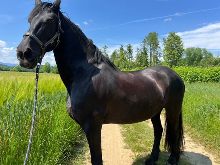 Konie fryzyjskie Klacz 16 lat 167 cm Kara in Brodersdorf
