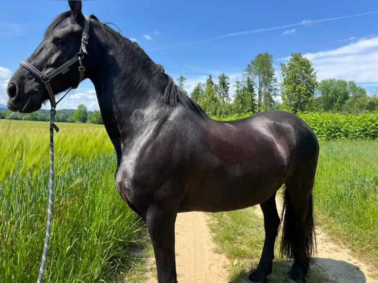 Konie fryzyjskie Klacz 16 lat 167 cm Kara in Brodersdorf