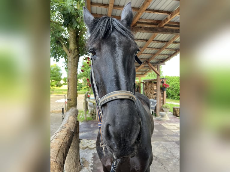 Konie fryzyjskie Klacz 16 lat 167 cm Kara in Brodersdorf