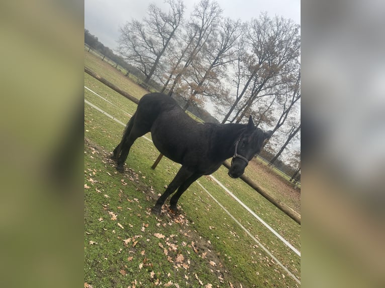 Konie fryzyjskie Mix Klacz 17 lat 150 cm Kara in Visselh&#xF6;vede