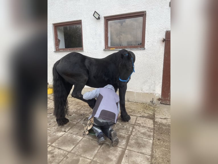 Konie fryzyjskie Klacz 17 lat 158 cm in Schöllnach