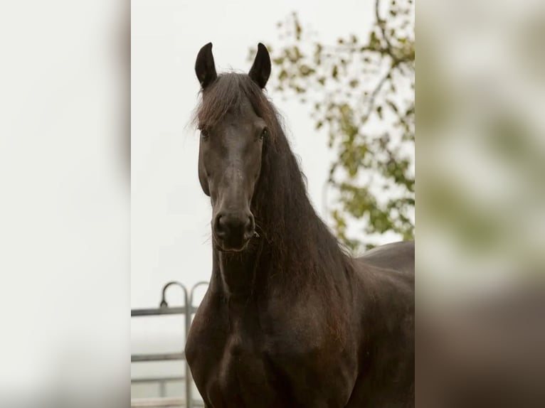 Konie fryzyjskie Klacz 17 lat 158 cm in Schöllnach