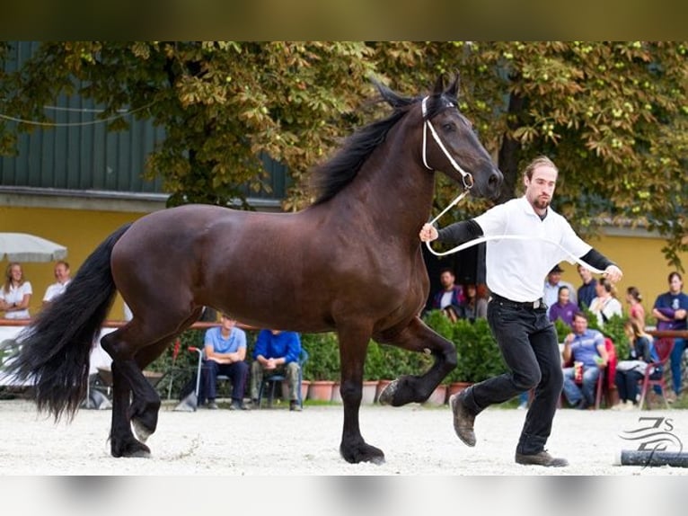 Konie fryzyjskie Klacz 17 lat 169 cm Kara in Százhalombatta, Pest