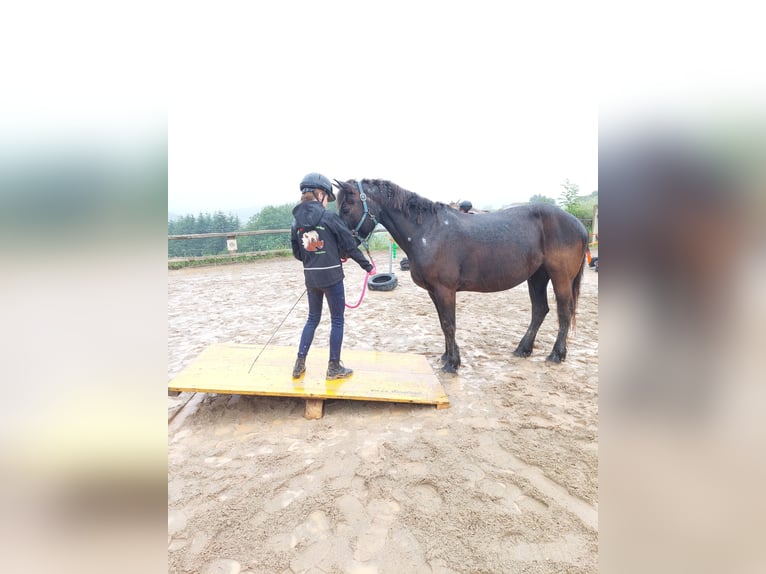 Konie fryzyjskie Mix Klacz 18 lat 153 cm Kara in Neuhofen an der Ybbs