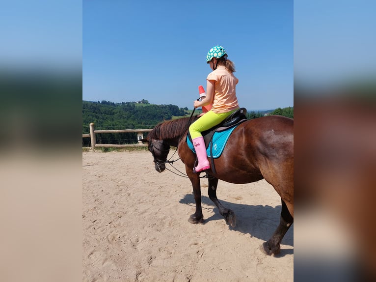 Konie fryzyjskie Mix Klacz 18 lat 153 cm Kara in Neuhofen an der Ybbs