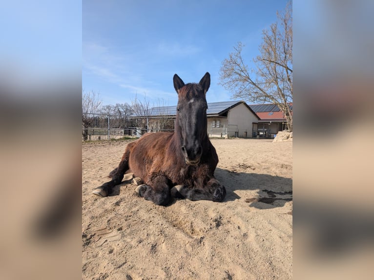 Konie fryzyjskie Mix Klacz 18 lat 160 cm  in Moorenweis
