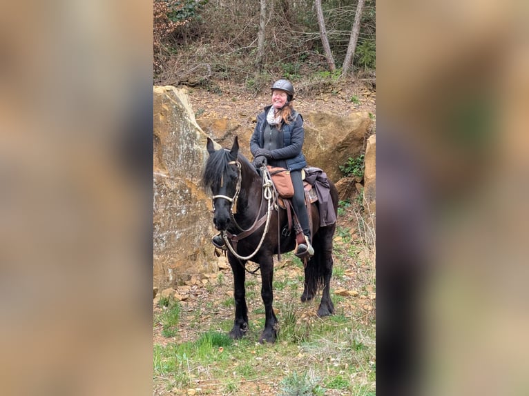 Konie fryzyjskie Klacz 19 lat 163 cm Kara in Lauchheim-Röttingen