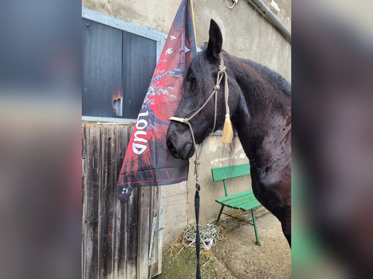 Konie fryzyjskie Klacz 19 lat 163 cm Kara in Lauchheim-Röttingen