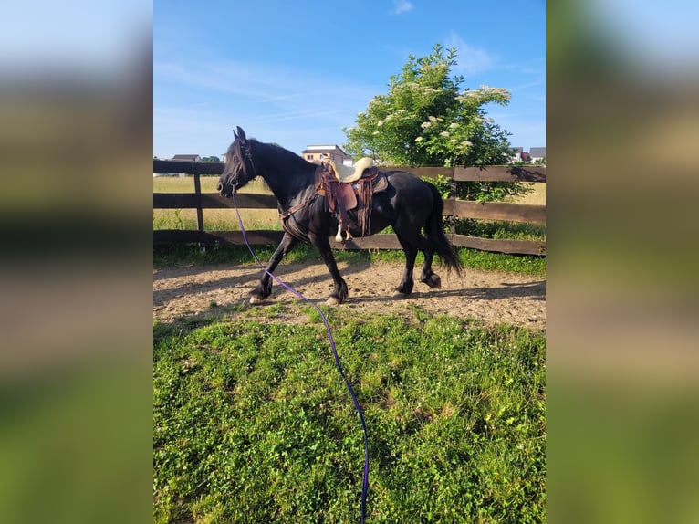 Konie fryzyjskie Klacz 19 lat 163 cm Kara in Lauchheim-Röttingen