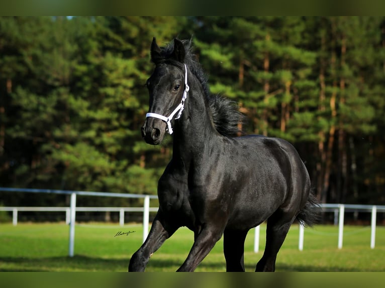 Konie fryzyjskie Klacz 1 Rok 160 cm Kara in Rojów