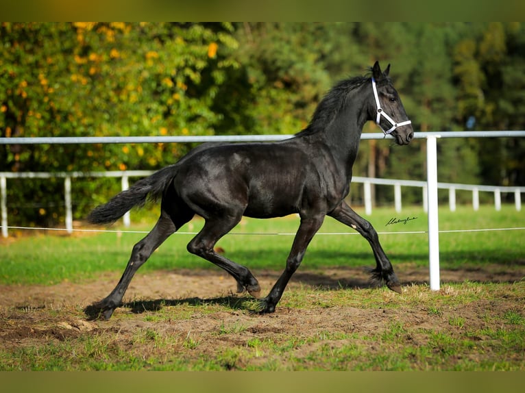 Konie fryzyjskie Klacz 1 Rok 160 cm Kara in Rojów