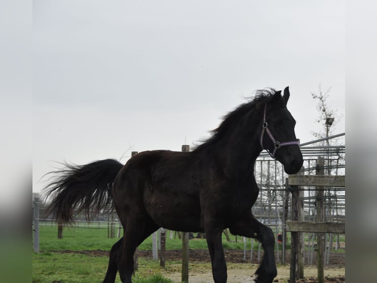 Konie fryzyjskie Klacz 1 Rok 163 cm Kara in Ambt Delden