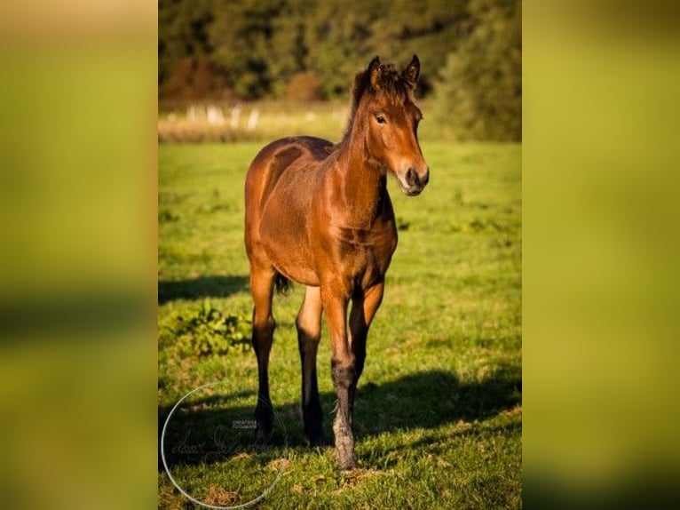 Konie fryzyjskie Mix Klacz 1 Rok 164 cm Gniada in Tzummarum