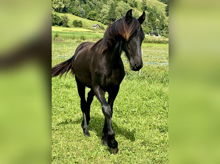 Konie fryzyjskie Klacz 1 Rok 167 cm Kara in Sankt Michael  im Lungau