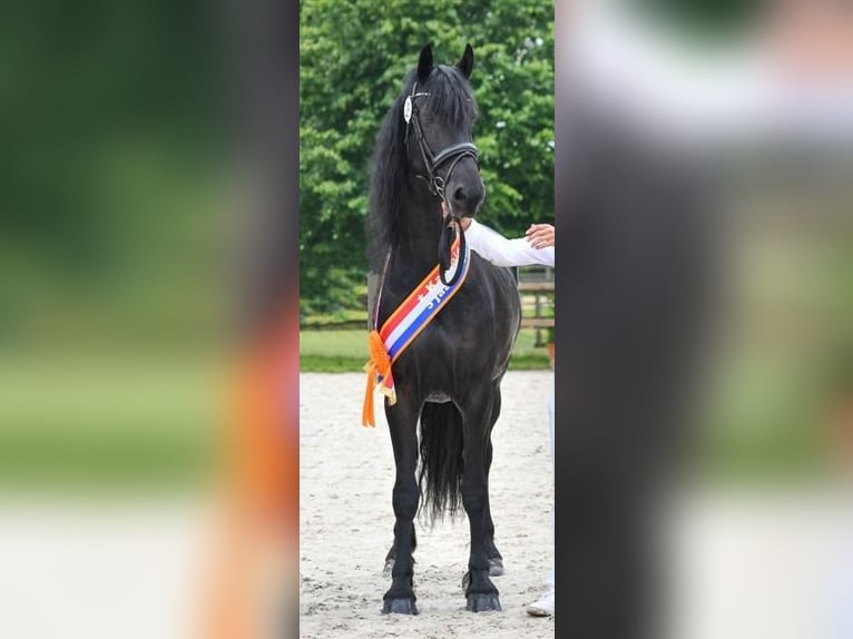 Konie fryzyjskie Klacz 1 Rok Kara in Heinkenszand
