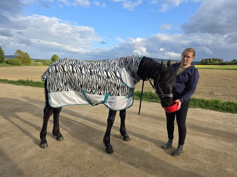 Konie fryzyjskie Klacz 1 Rok Kara in Eslarn