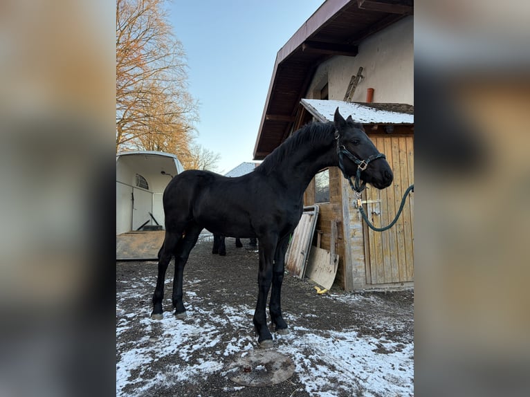 Konie fryzyjskie Klacz 1 Rok in Oberweis