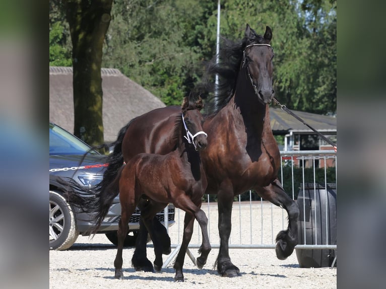 Konie fryzyjskie Klacz 1 Rok in Loosdrecht